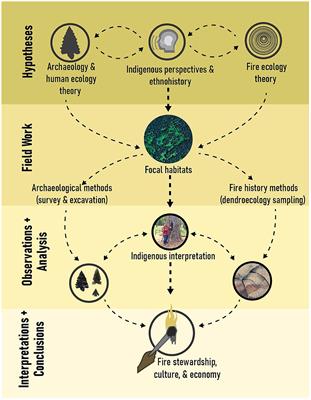 Pre-contact Indigenous fire stewardship: a research framework and application to a Pacific Northwest temperate rainforest